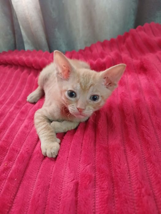 Продам котят сфинкс.  Браш.