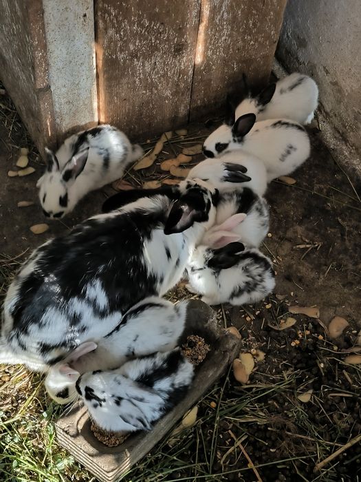 Iepurași mici de vânzare