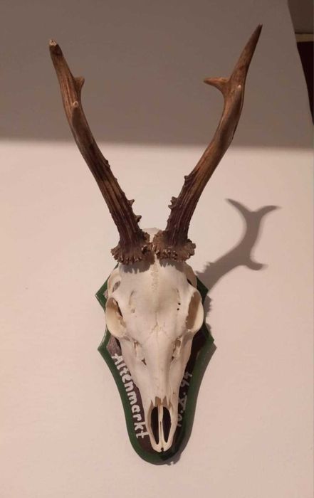 trofeu/trofee/cooarne/craniu de caprior frumos cu panoplie