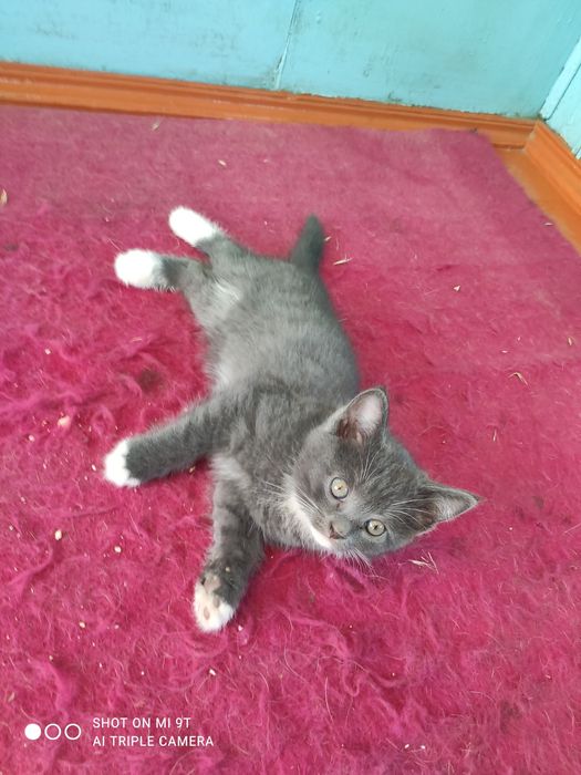 Отдам котят в добрые руки