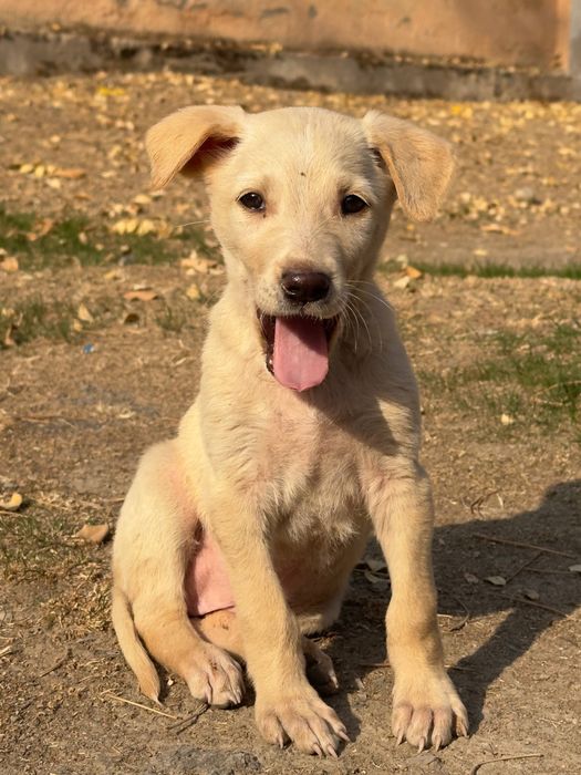 Малышка в поисках дома!