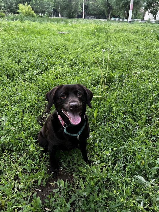 Отдам в добрые руки Лабрадора
