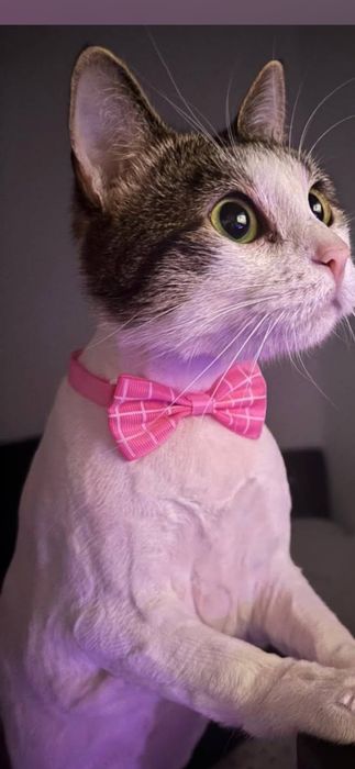 Tund pisicuțe la domiciliu