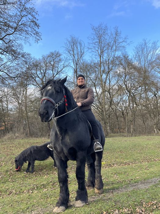 Armasar percheron pentru montă !