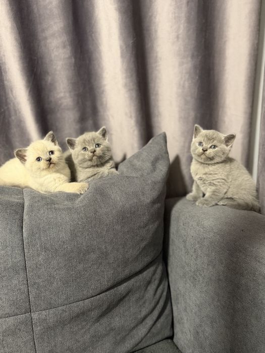 British shorthair blue