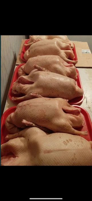 Мясо домашнего гуся