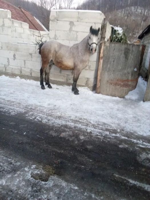 De vânzare, mânz de 1,3 lunii