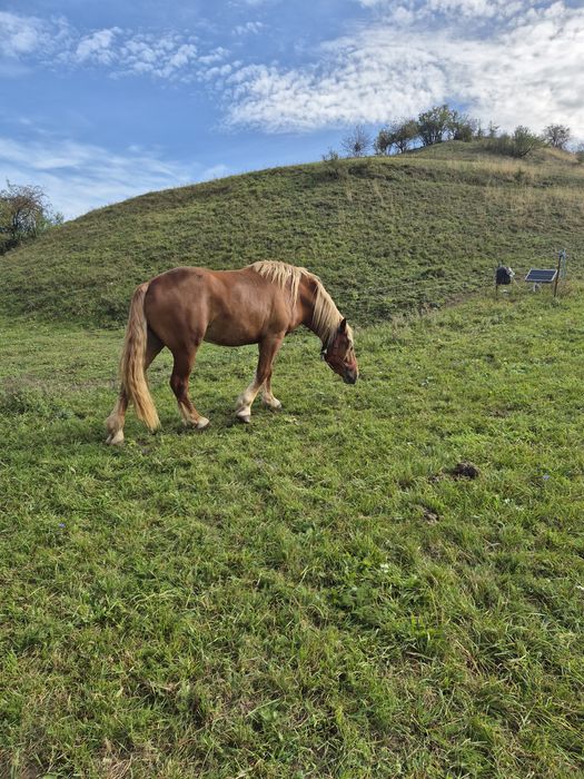 Vând cal de 2 ani jumate