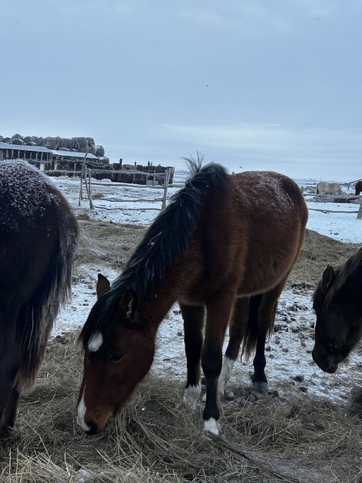 Құнан 1.5 жаста екеуі