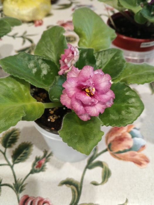 Фиалки молоденькие