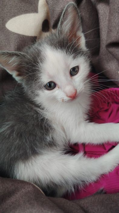 Отдам котенка девочку