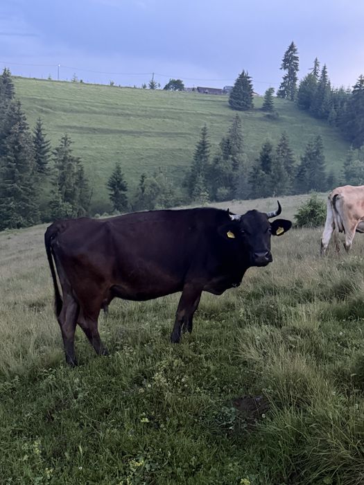 De vânzare doua vaci si un taur