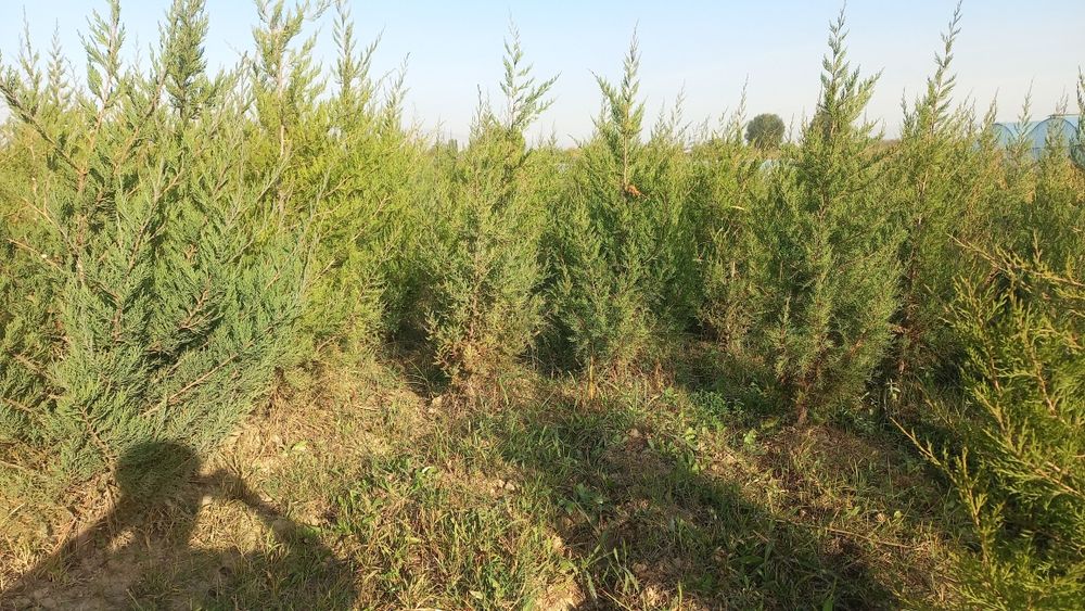 Можжевельник оптом