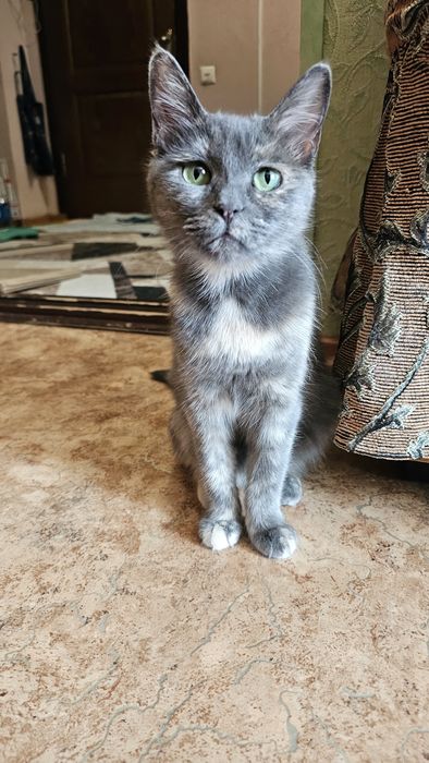Стерилизованная кошка