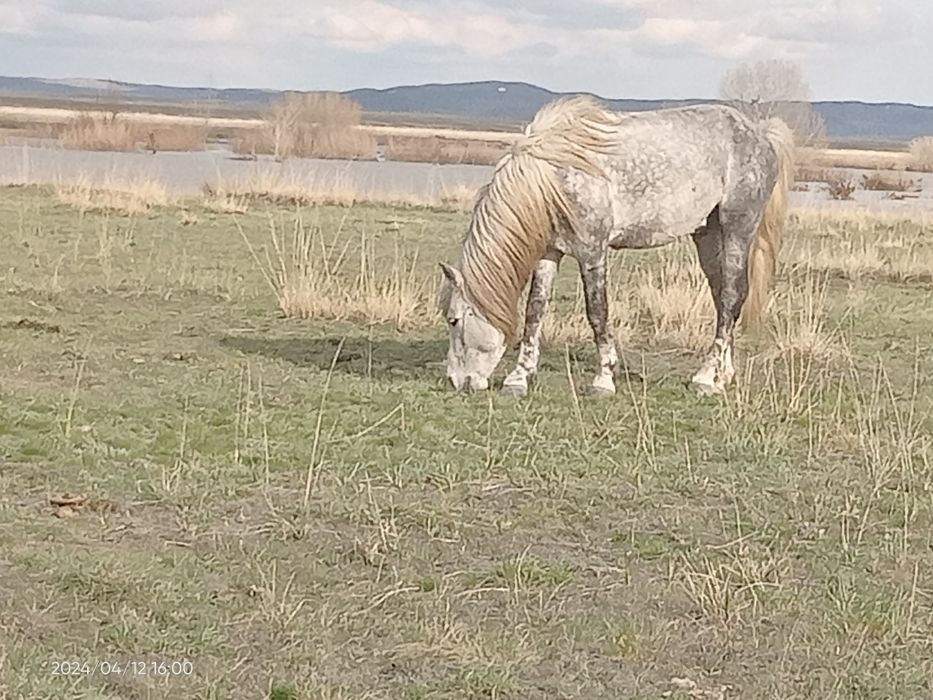 9 жасарлық айғыр сатамын