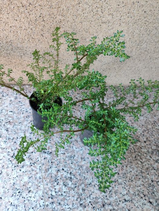 Пелея мелколистная