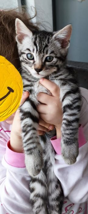 Бенгальские котята