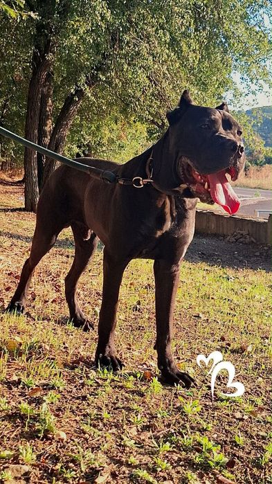 Кученца Кане Корсо