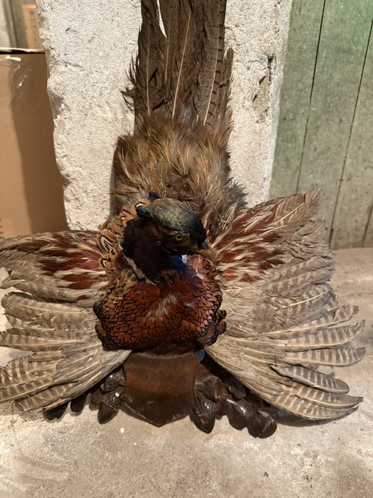 Продавам препариран фазан