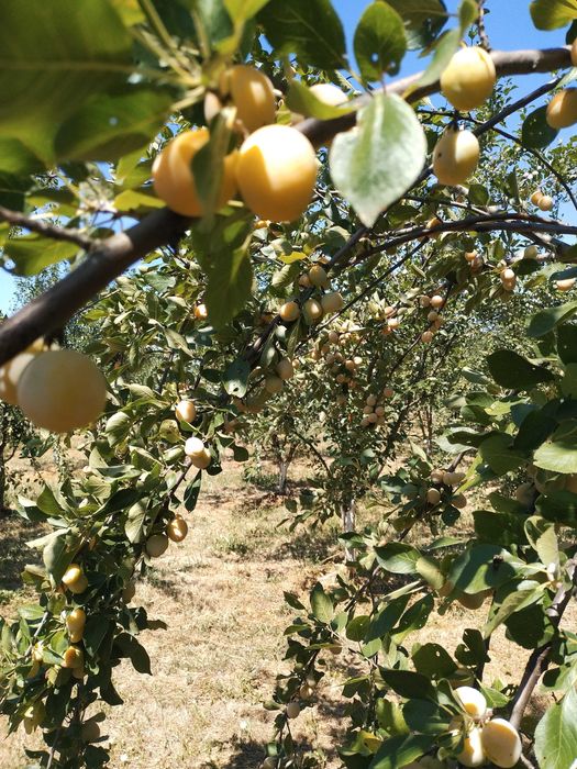 Продава се Земеделски имот в Севлиево -  кв.м за 26 €/дка - Снимка #7