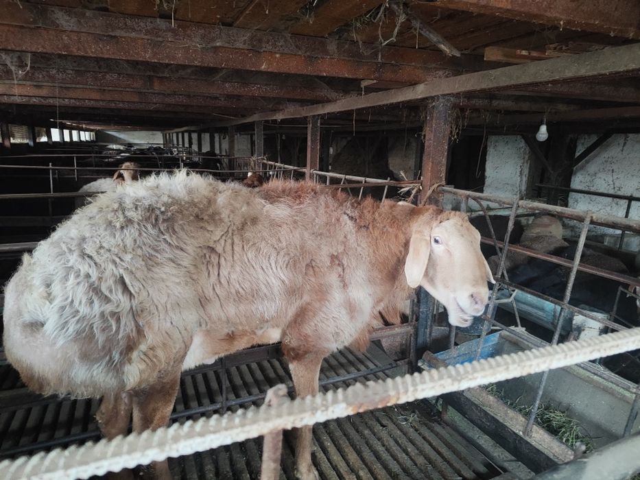 Кучкорлар сотилади