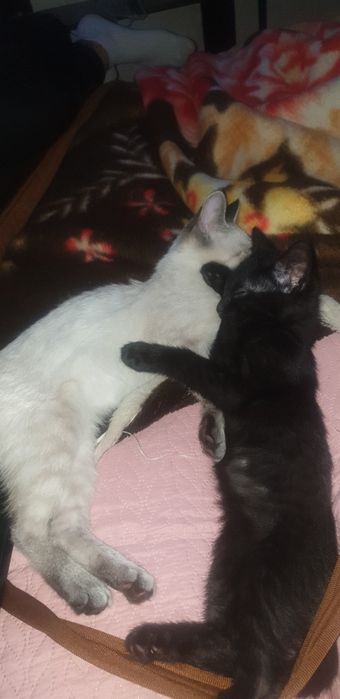 Продаются котята