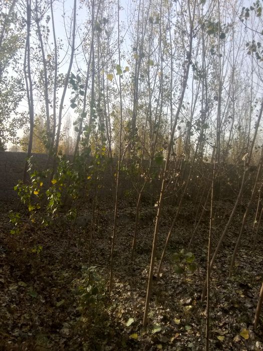 Чек ер участка сотилади