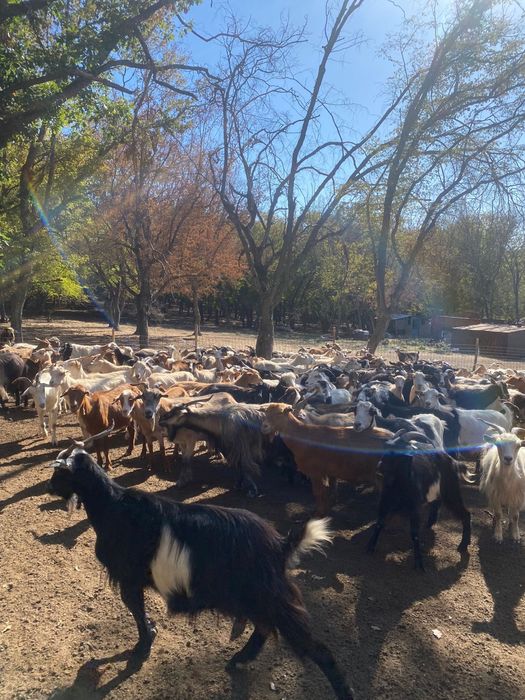 Vând capre bine intreținute