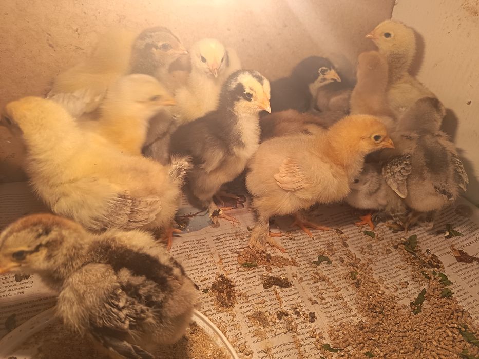 Продам цыплят брама