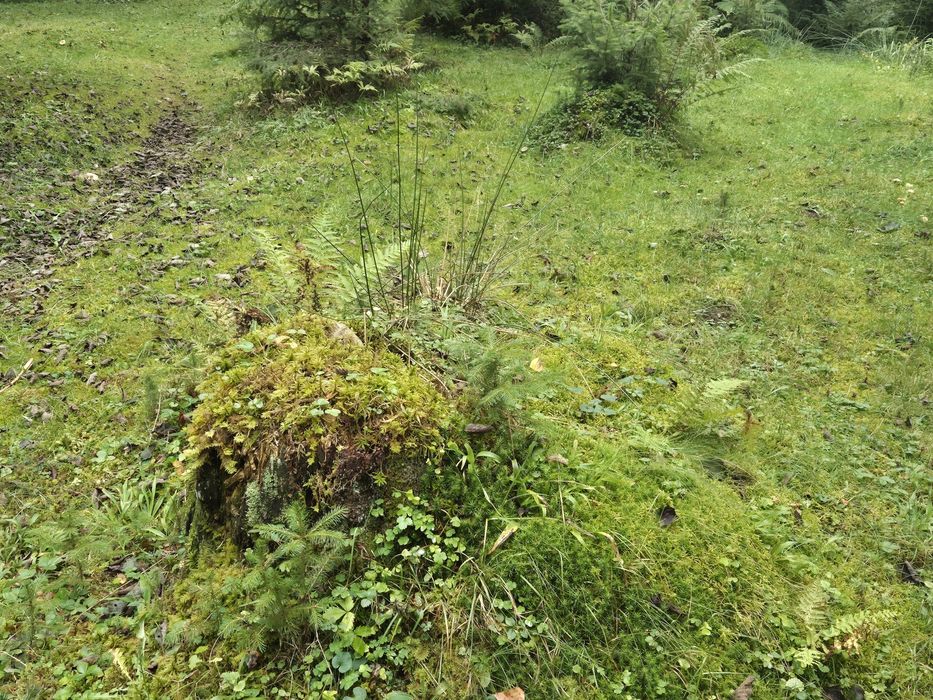 Teren de vis Valea Ierii