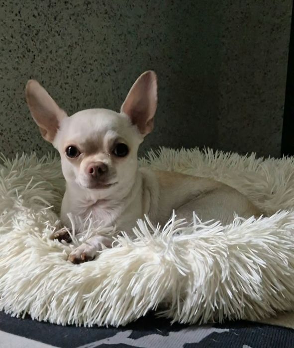 Случка чихуахуа кабель