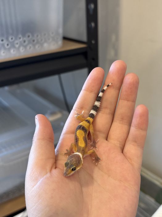 Эублефары разных морф