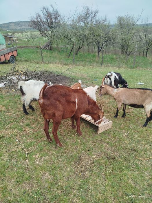 Vând 3 capre un țap și 6 iezisori