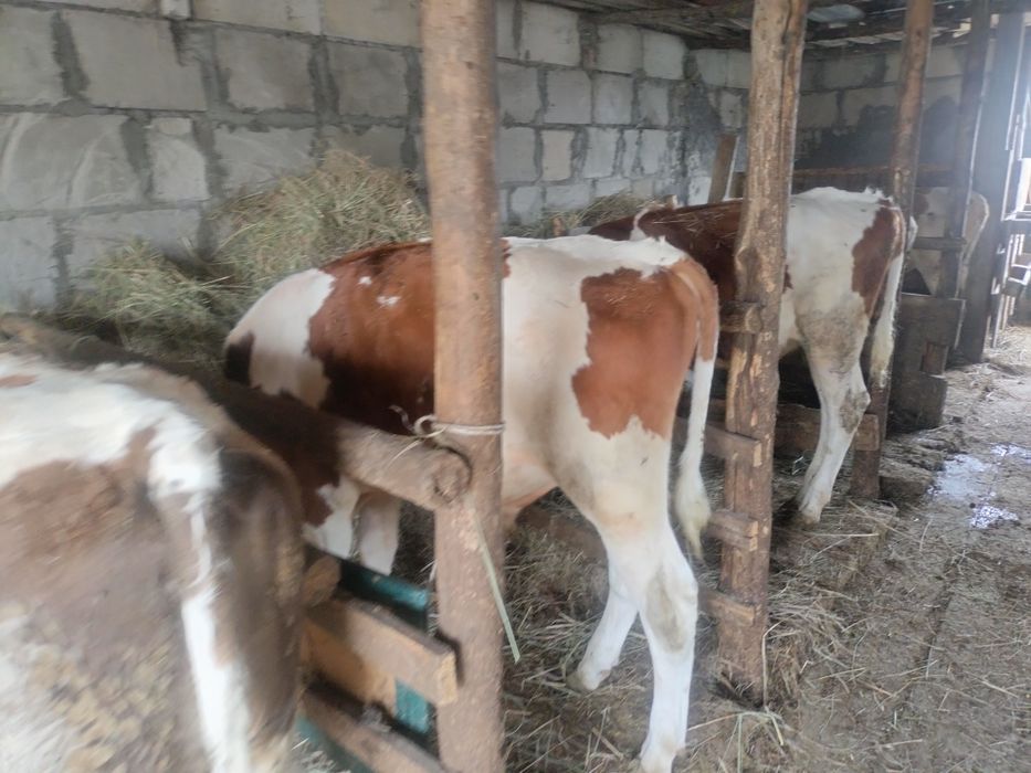 Продам телят бычки сименталы