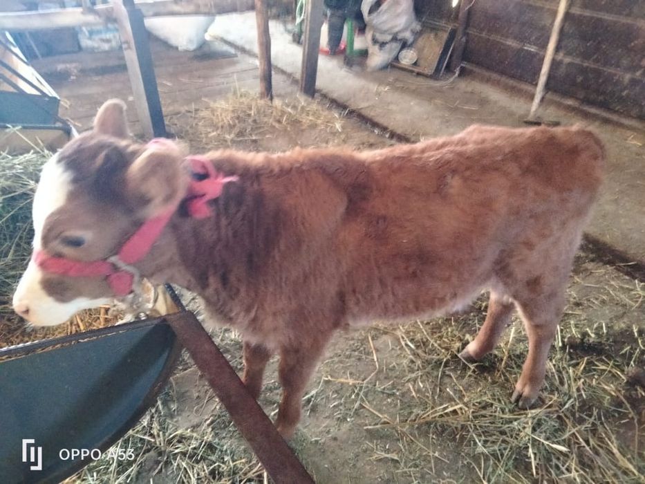 Коровы / сиыр / тёлочки