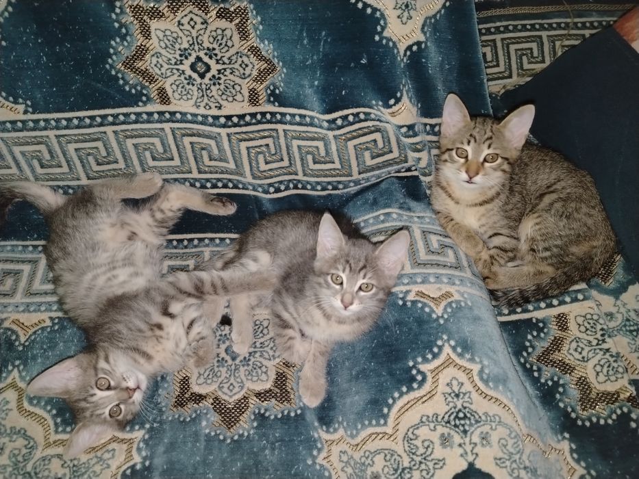 Отдам котят в добрые, заботливые и ответственные руки. Одна девоч