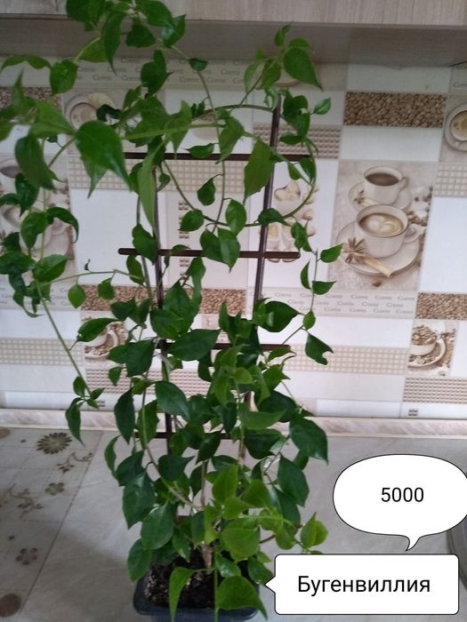 Цветы для дома и офиса