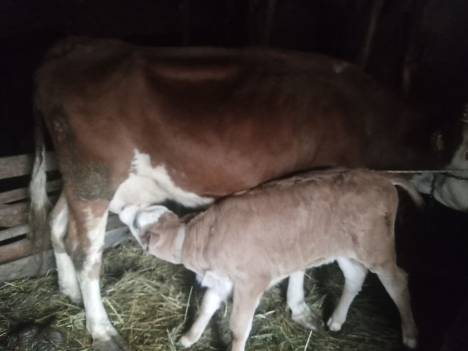 Vând vaca cu vițel