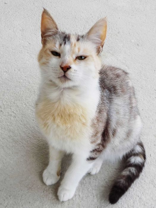 Подаряваме гальовни, умни, котета с хигиенни навици,знаещи имената си