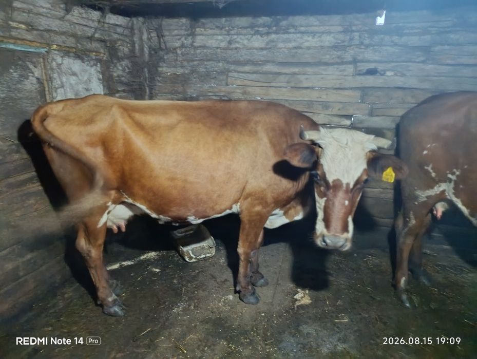 Продам корову спокойная