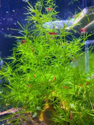 Plante de acvariu