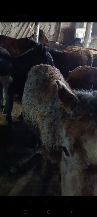 Продам жеребят годовалых.