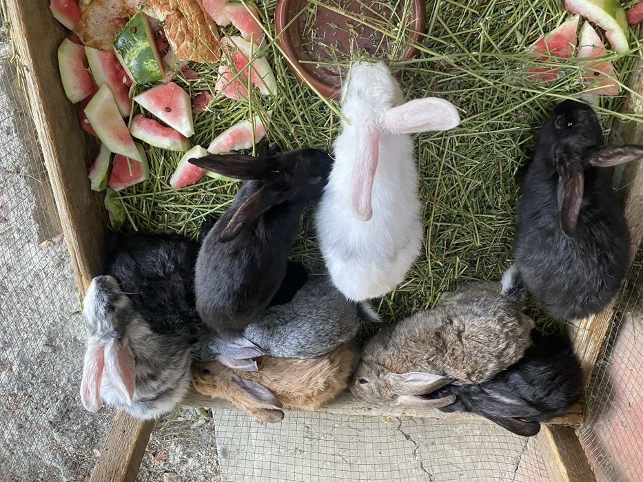 Quyonlar bor 80.000dan