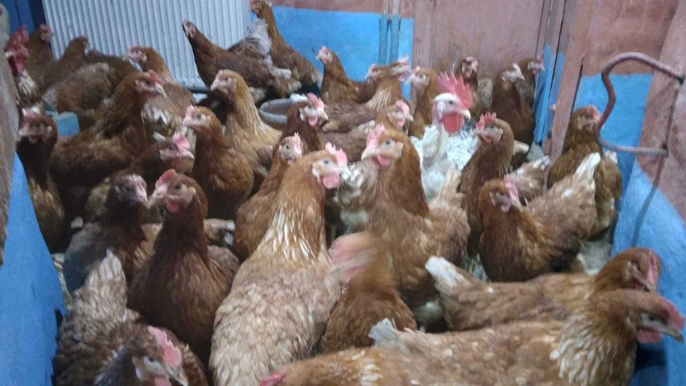 Oua de casa proaspete si naturale la super pret