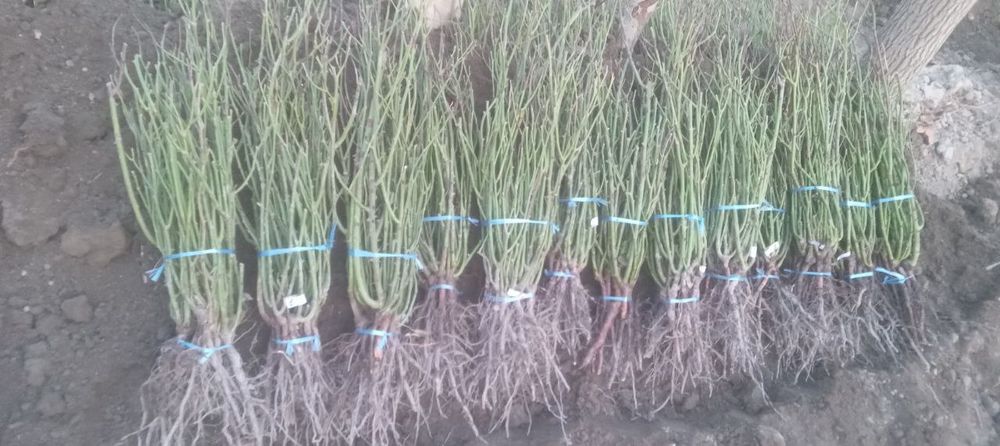 Atirgul ko'z ko'chatllariga zakaz olamiz Optom