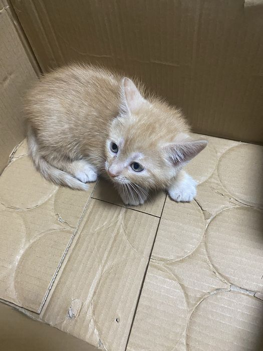 Котята бесплатно