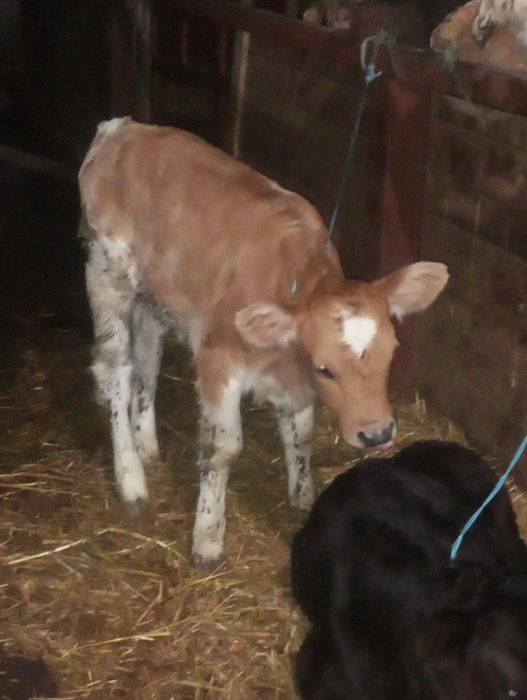 Vând  viței, schimb!