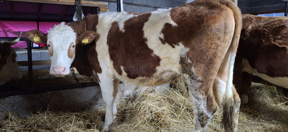 Vând vaci baltata românească