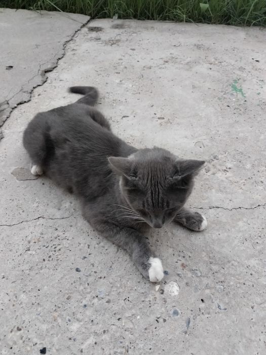 Кошка дам в лучшем руки