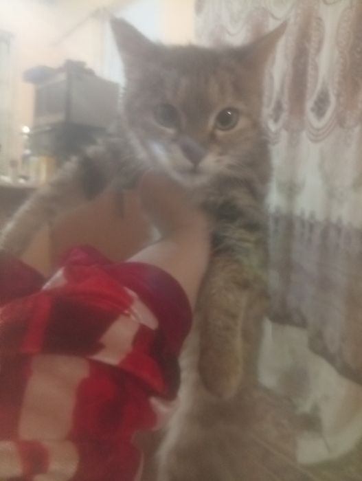 Одам даром в хорошие руки